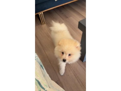 İzmir pomeranian boo yavrumuz