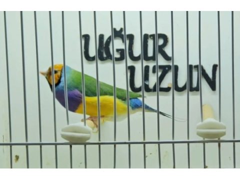 Gökkuşağı ispinozu (gouldian finch) mevcuttur