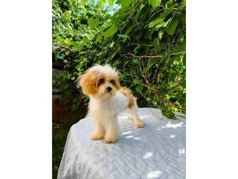 Sütlü kahve tadında kore maltipoo yavru