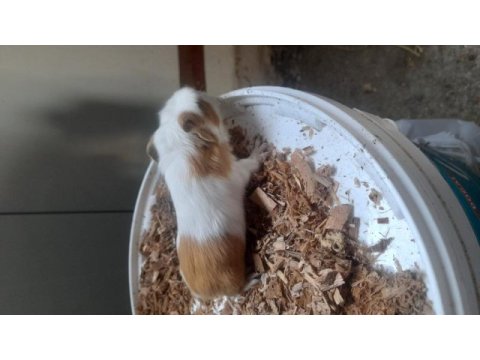 Ginepig izmir içi