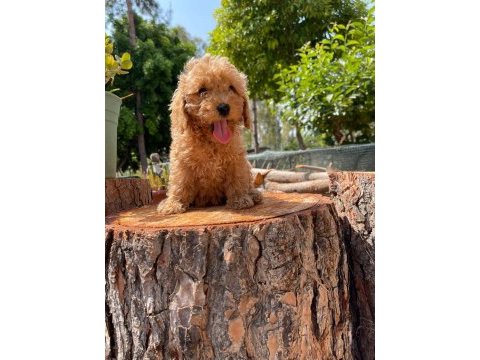 Kilo garantili karma aşıları yapılmış poodle yavrular