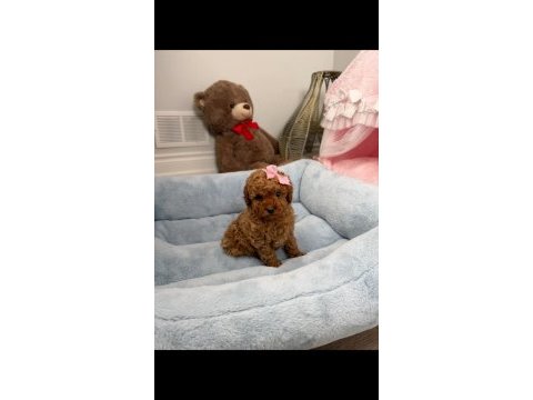 A kalite toy poodle 