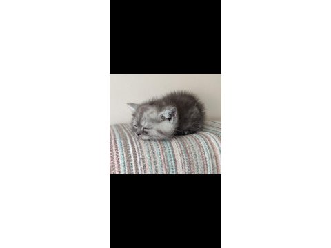 British shorthair 2,5 aylık erkek kedimiz