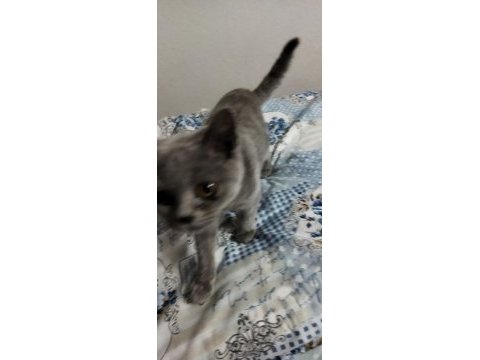 3.5 aylık dişi british shorthair