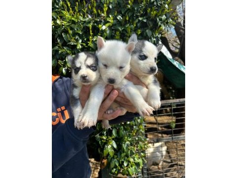 Safkan husky yavrular