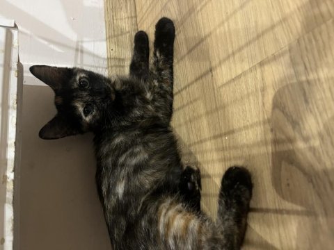 Acil kalıcı yuva arıyorum