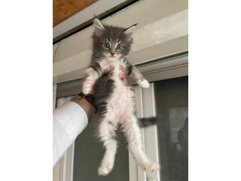 Maine coon kedi