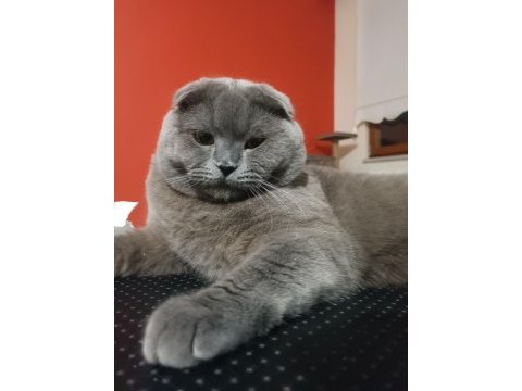 Scottish fold kedime aile arıyorum