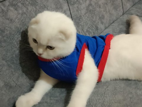 Pamuğum benim british shorthair