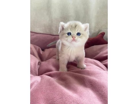 Full şecereli anne babanın british oğlu yeni aile arıyor