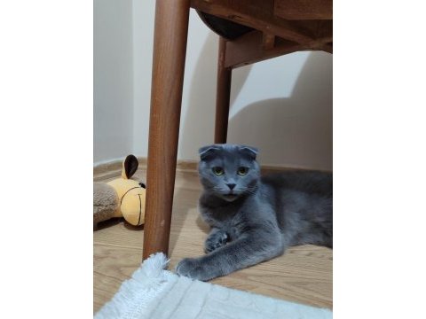 Scottish fold kedimizi sahiplendirme
