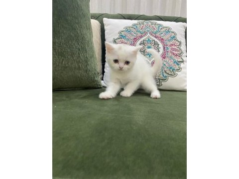 Pamuk prenses british shorthair