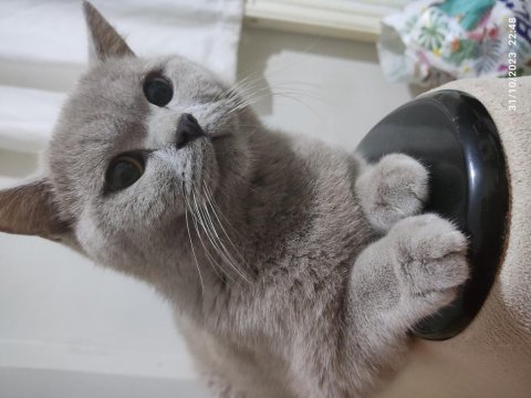 Mama karşılığı sahiplendirme british shorthair