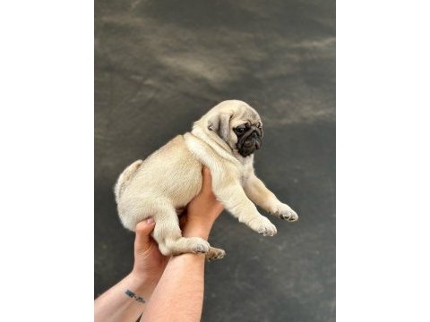 Safkan orjinal ırk pug mops yavrularımız