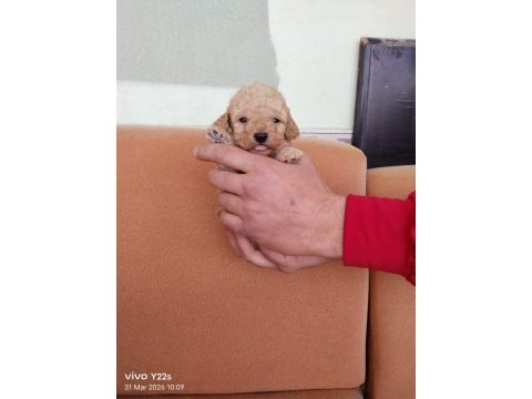 1 erkek ve 1 dişi poodle bebekler