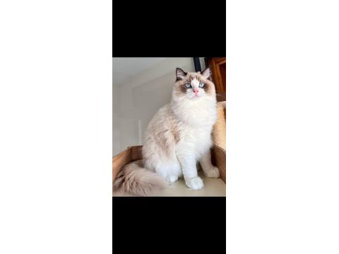 Şecereli yakışıklı ragdoll oğlum yeni yuvasını arıyor