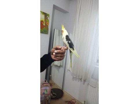 El besleme eğitimli sultan papağanı yeni yeme düşmüş