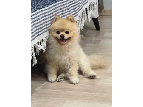 Pomeranian boo teacup
