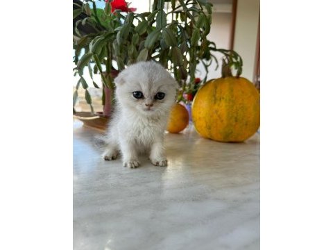 Scottish fold kırık kulak