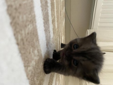 Scottish longhair yavru kedimiz
