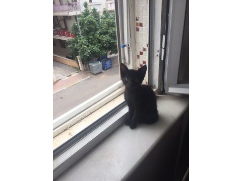 Siyah tekir kedimiz