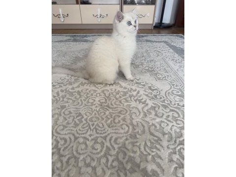 Orjinal btitish shorthair