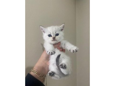 Dişi british shorthair yavru kedim
