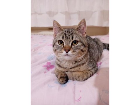 British shorthair kırması 8 aylık