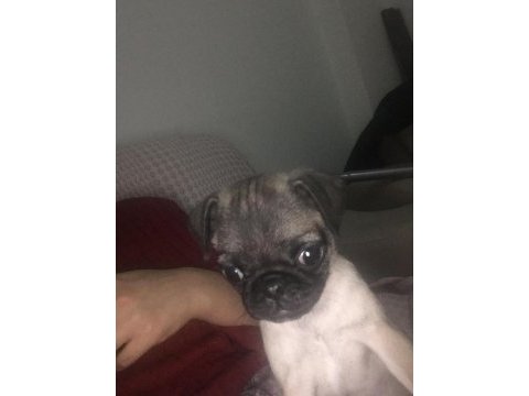2 aylık dişi pug