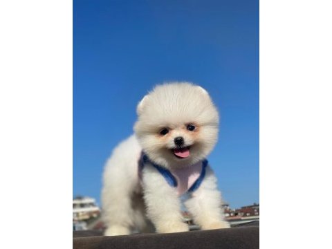 Pomeranian teddy sizler için ankarada