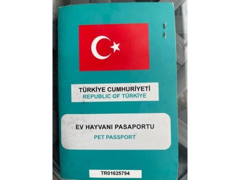 Kısır british longhair yeni yuvasını arıyor