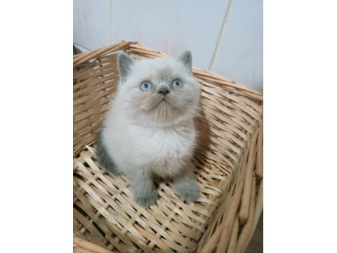Mavi gözlü blue point british shorthair yavrular