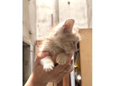 Ankara yavru kedilerimizi sahiplendirme ücretsiz