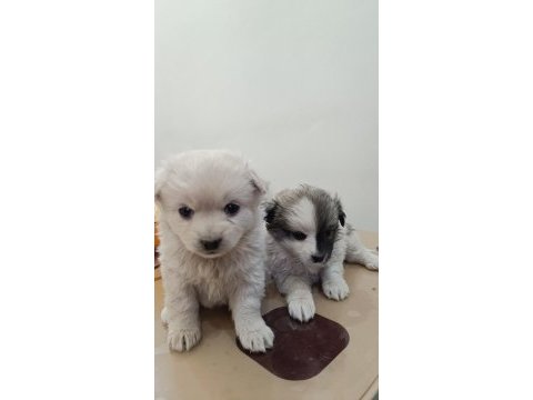 Siyah beyaz 2 aylık yavru köpeğimiz