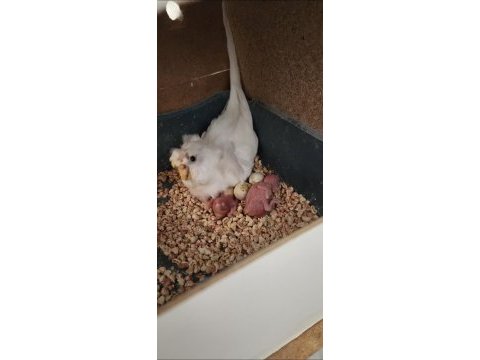3 kuşak birlikte üretken japonese muhabbet kuşu