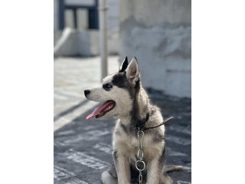 Safkan sibirya kurdu orjinal rusyadan getirdim