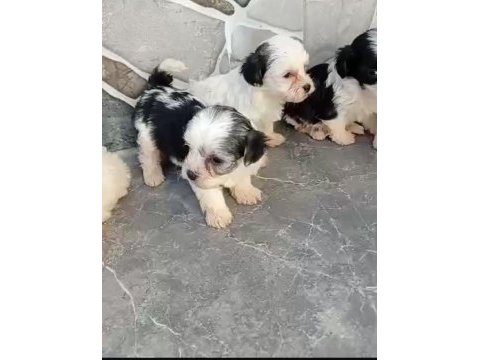 Mini boy maskeli morkie yavrular