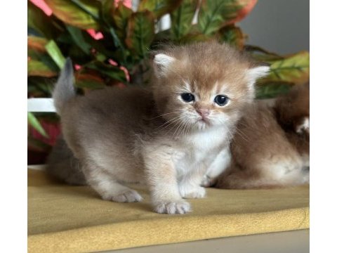 Şov kalite rezerveye müsait flaxen golden kedimiz