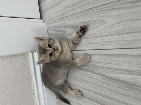 Scottish fold ve scottish straight kediler için ulaşın