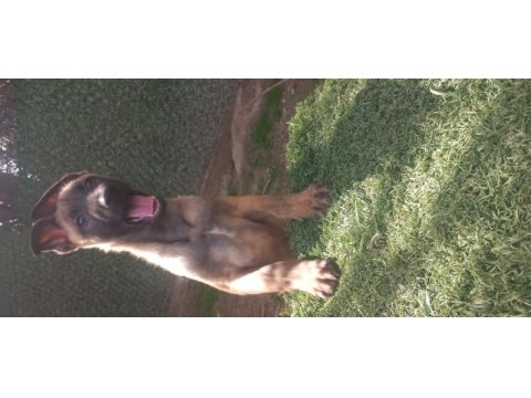 Bursadan a kalite malinois yavrular