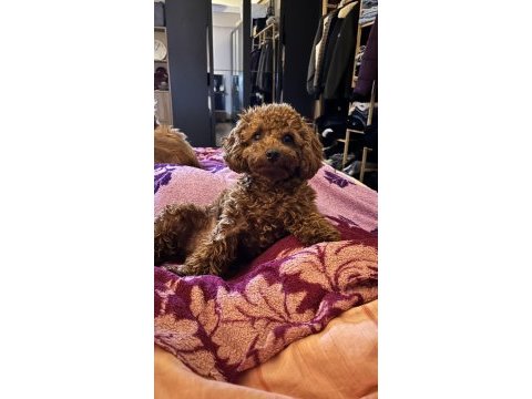 1 yaşında dişi toy poodle
