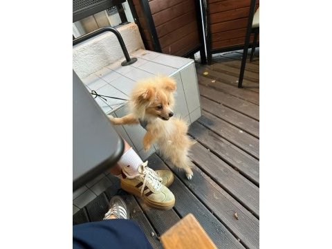 Pomeranian köpeğimiz boykamıza güzel bir yuva