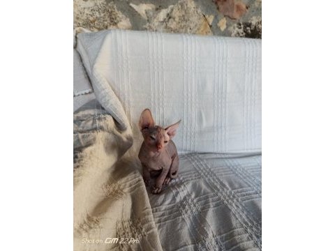Her renk her çeşit sfenks yavrularımız