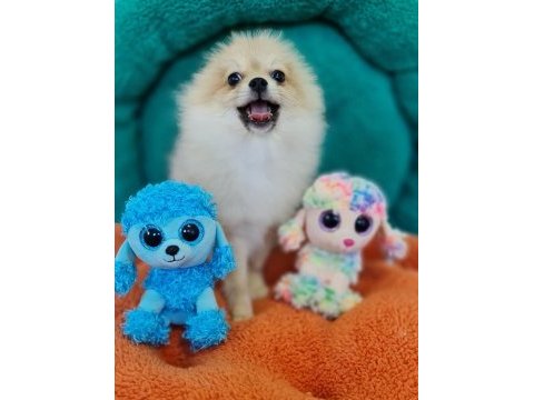 Şecereli teacup pomeranian yavrularımız