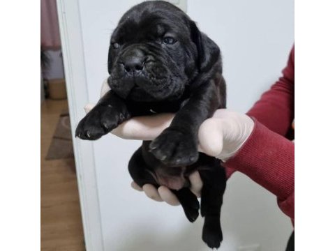 Dev cane corso yavruları ankara