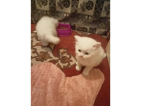British longhair ve scottish yavrularim