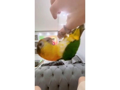Yavru kayık papağanı konuşmaya başladı