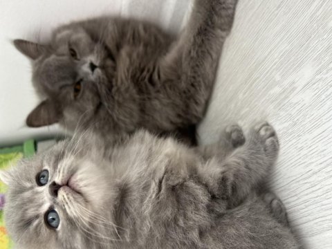British longhair sahiplendirme