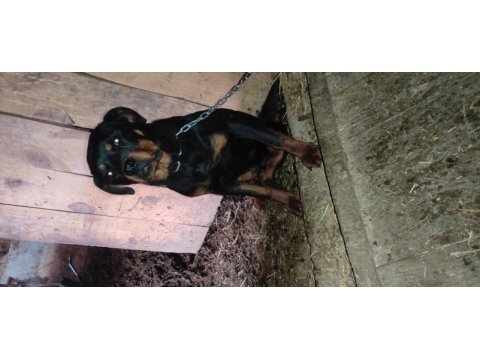 Eğitilmeye hazır yavru rottweiler