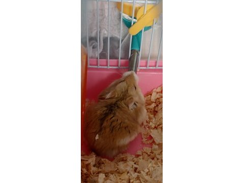 Gonzalez hamster sütlü kahve